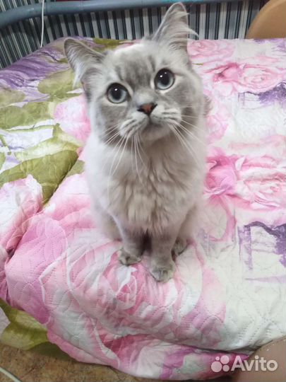 Кошка в дар