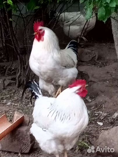 Куры петухи