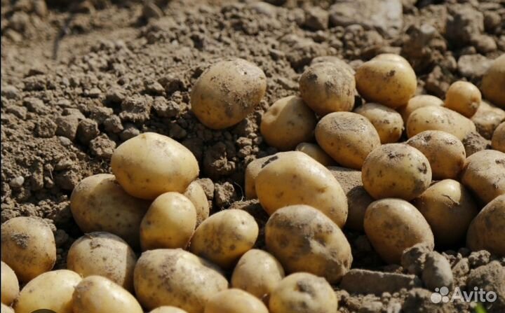 Продам картофель домашний