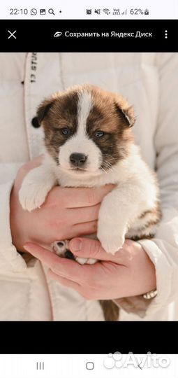 Щенки в добрые руки