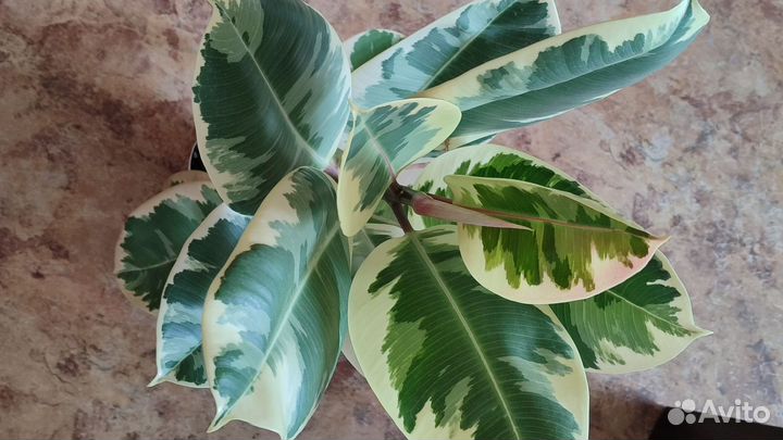 Фикус эластика тинеке 94 см