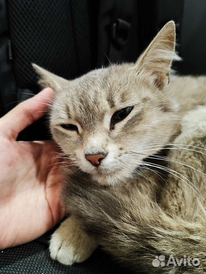 Кошечке нужен дом