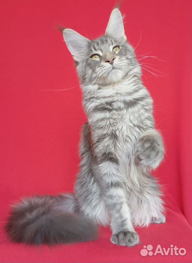 Кот мейн-кун
