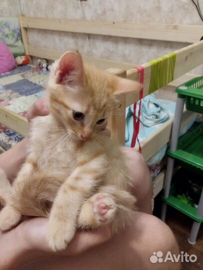 Отдадим бесплатно котят в хорошие руки