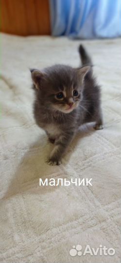 Котята мейн-кун