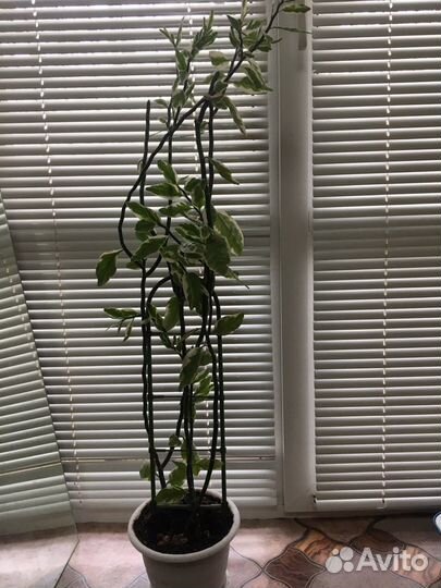 Педилантус - комнатный цветок