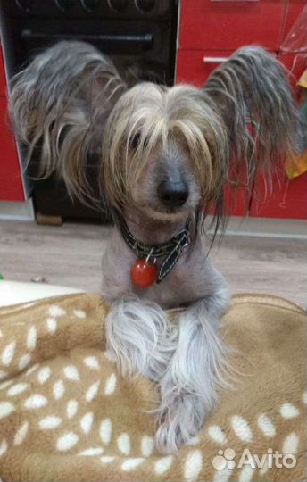 Вязка мальчик