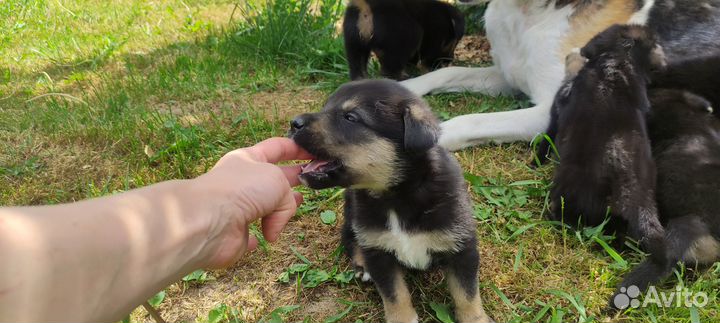 Щенки немецкой овчарки