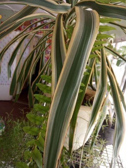 Юкка пестролистная