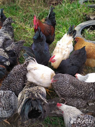 Яйцо кур на инкубацию