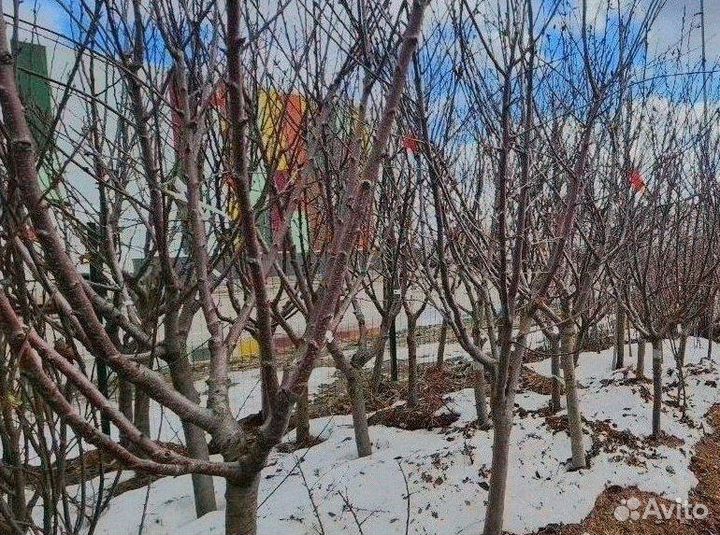 Крупномеры плодовые деревья