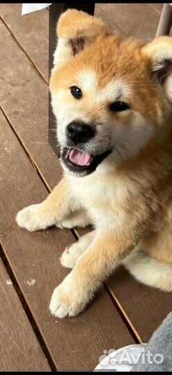 Щенки Акита Ину