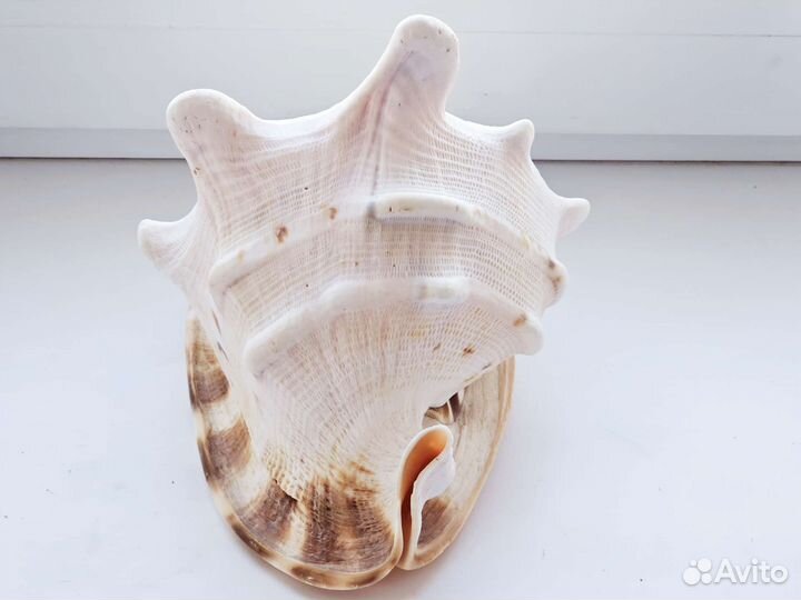 Большая раковина Кассис корнута