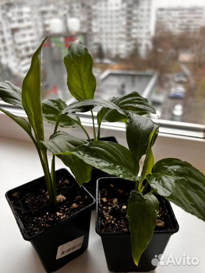 Спатифиллум уоллиса