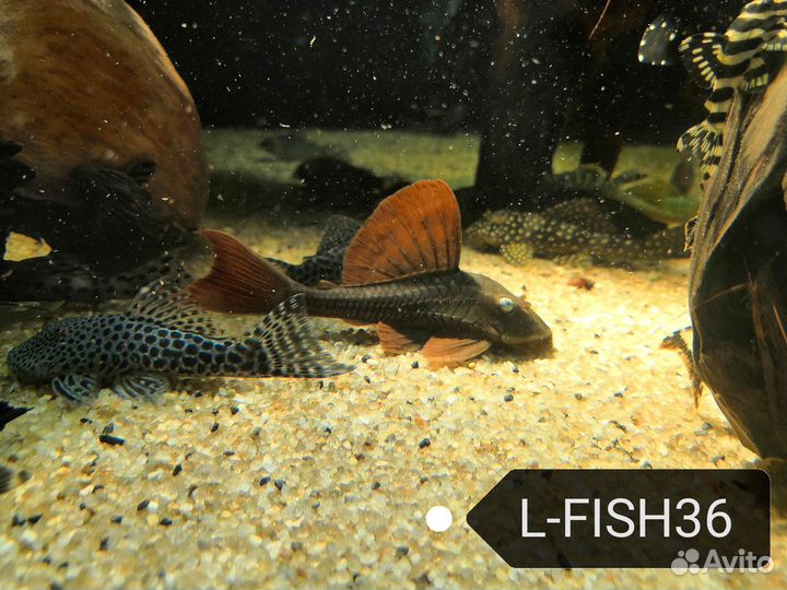 Номерные сомы, L - сомы и другие лорикариевые