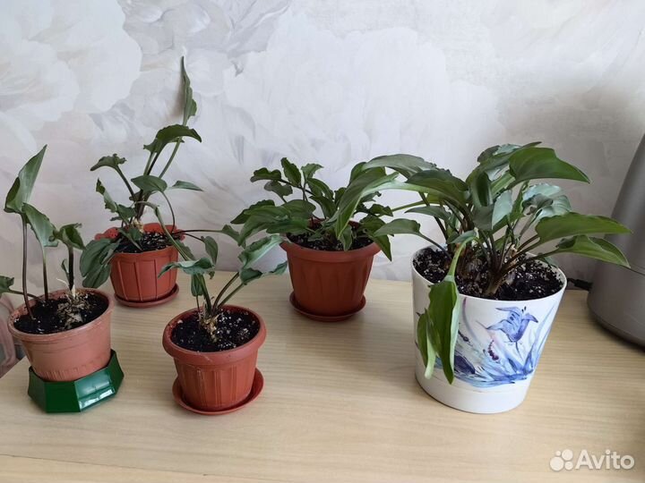 Дримиопсис