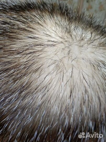 Шкурки барсука