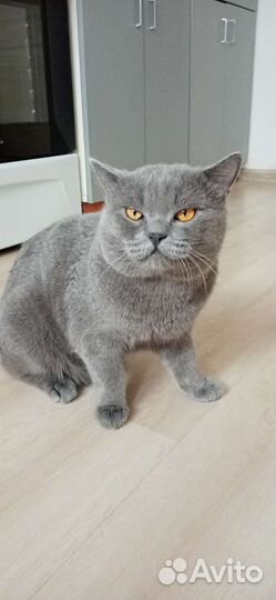 Шотландский кот вязка