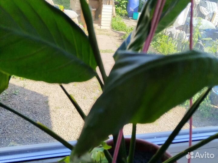 Женское счастье