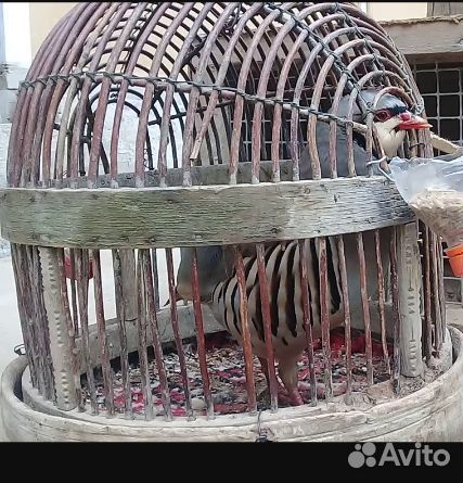 Горные куропатки