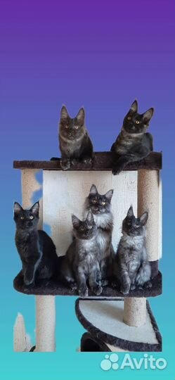Чистопородные котята мейн-кун