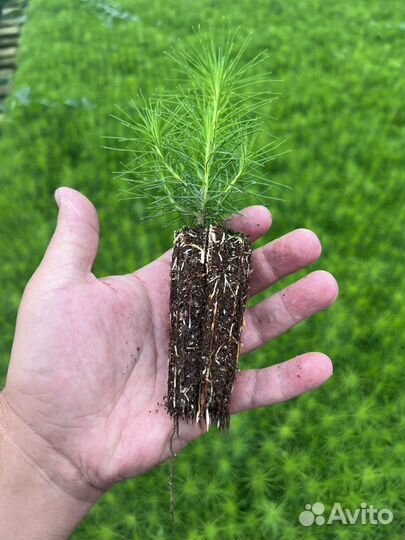 Сеянцы зкс Сосна Ель Лиственница окс Голуб Горн