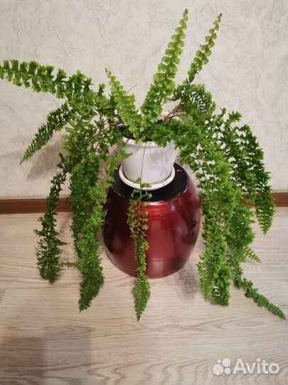 Папоротник комнатный