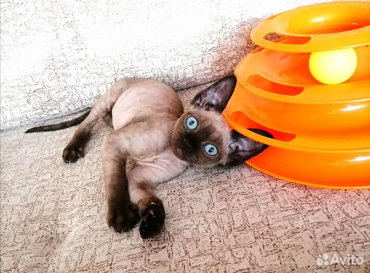 Йоло девон-рекс