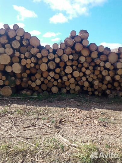 Работа вальщик леса