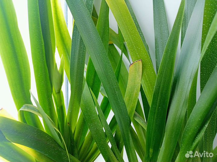 Неомарика- ирис