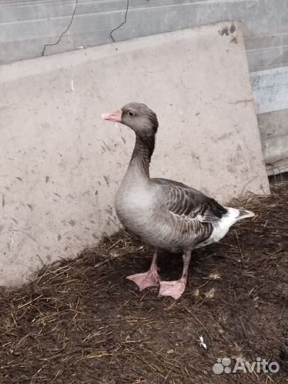 Гусь подсадной для охоты