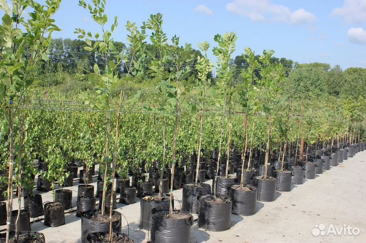 Саженцы плодовых деревьев (опт)