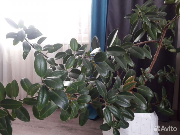 Фикус каучуконосный большой
