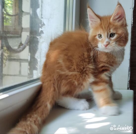 Замечательные котята Мейн Кун