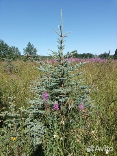 Ель голубая