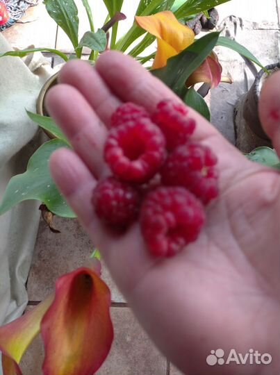 Кусты малины