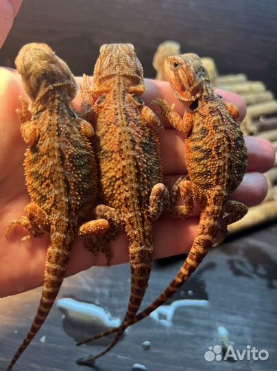 Бородатая агама