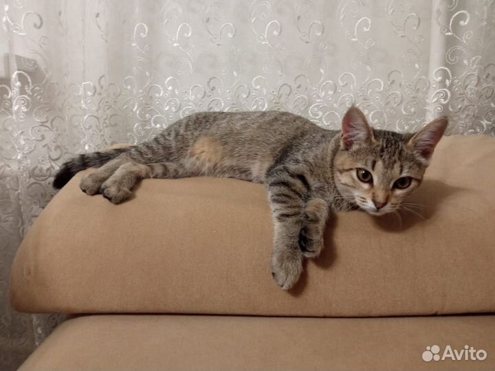 Котёнок девочка в добрые руки