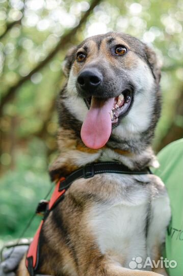 Собака ласковая Умка ищет семью