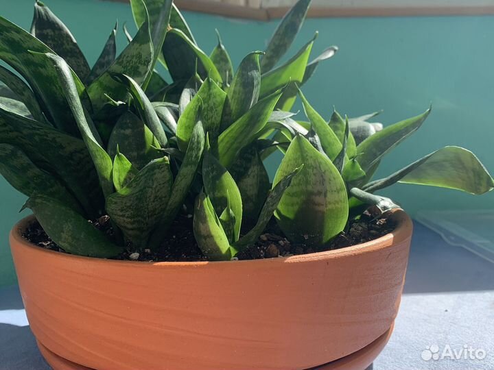 Сансевиерия ханни в бонсайнице