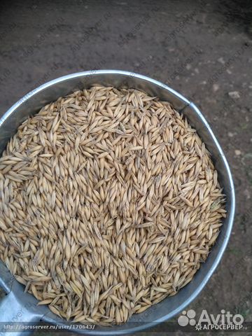 Овёс Медведь