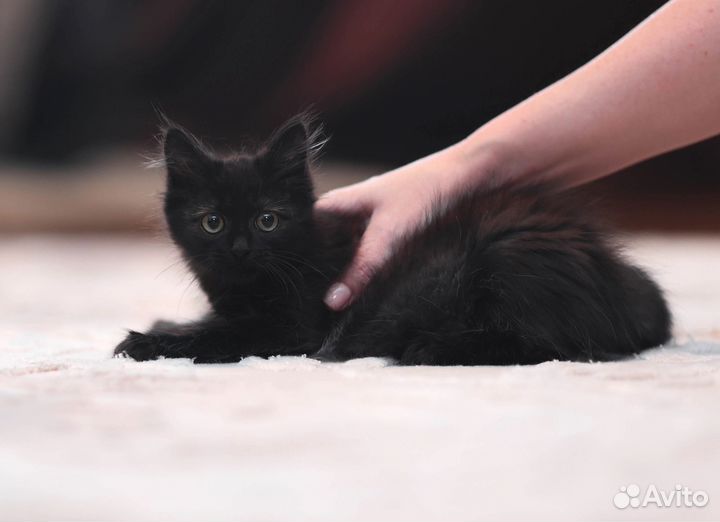 Котята в добрые руки девочка
