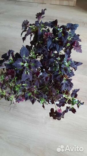 Цветок колиуса с горшком