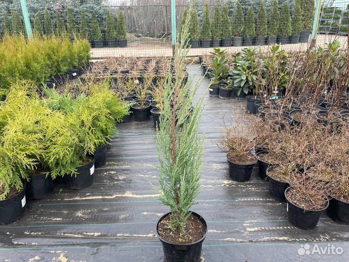 Можжевельники из питомника