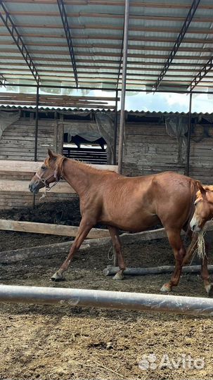 Кобыла с жеребчиком