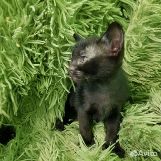 Бомбейские котята