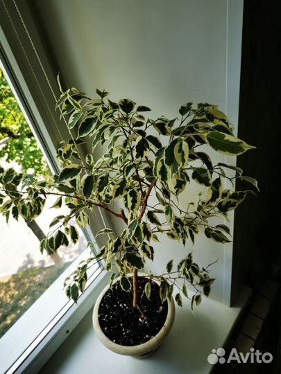 Фикус де Гантель