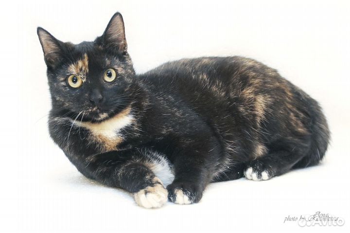 Шанти 2года в приюте. Кошка ласковая,стерилиз