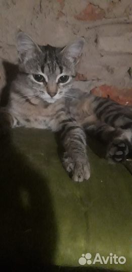 Кошка
