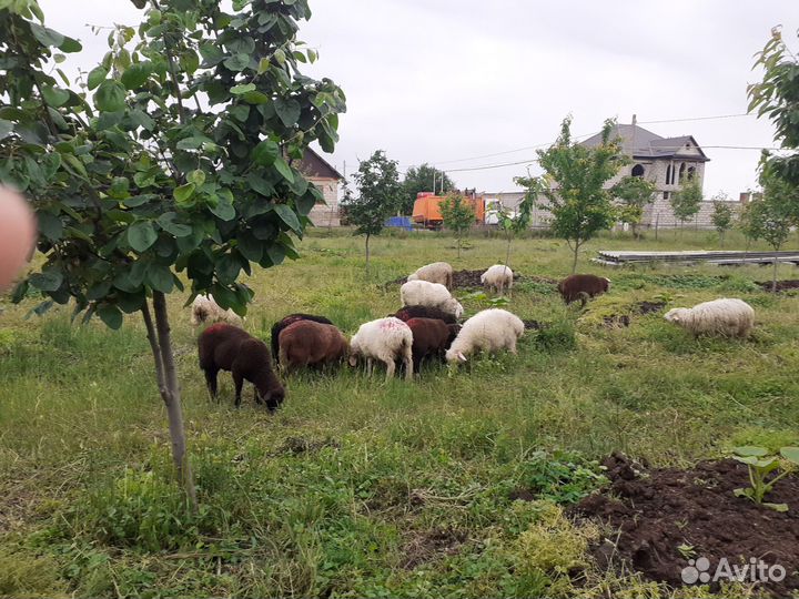 Овцы бараны ягнята оптом